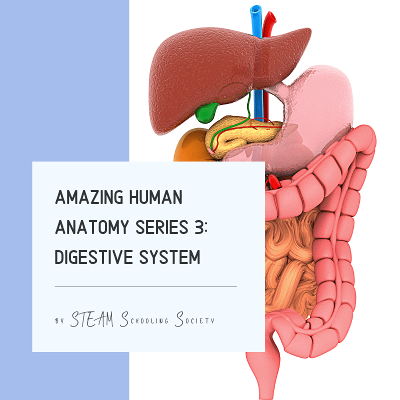 Amazing Human Anatomy Series 3: Digestive and Excretory System – Penang